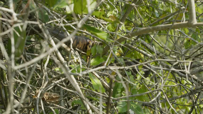 The large brush is green with many branches
