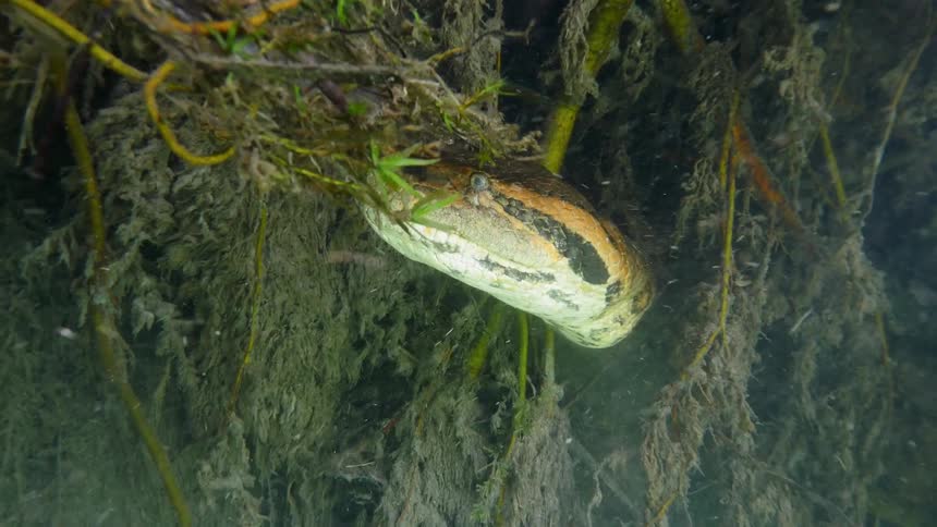 A snake slithers underwater