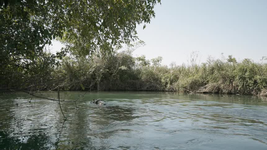 Two divers swim in a shallow river