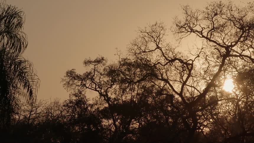 Cloudy orange sky with the sun setting through the haze and trees