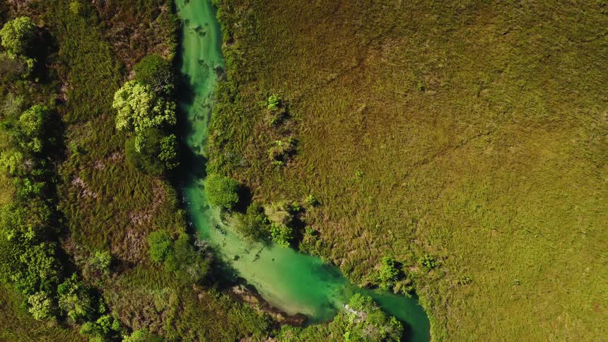 Trees and grass line the banks of a clear stream