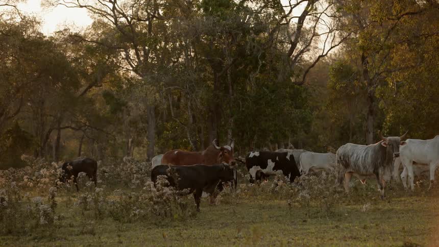 Cows graze in a field