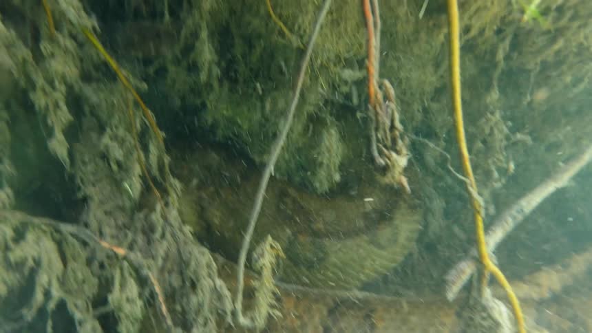A snake moves under a plant underwater