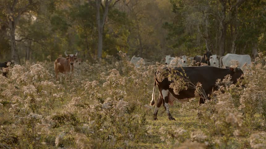Cows graze in a field