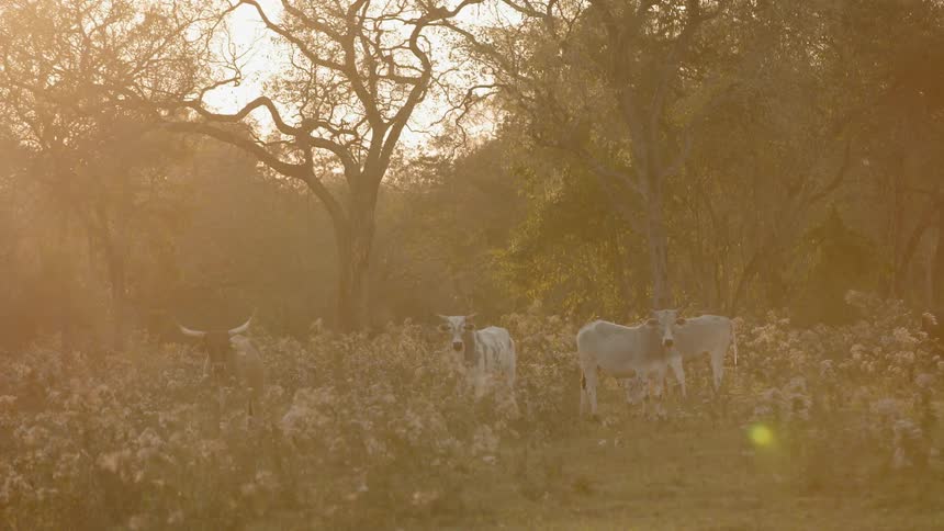 Cows graze in a field