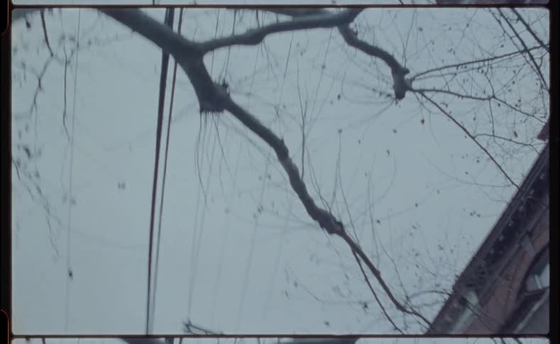 A bare tree stands next to a building