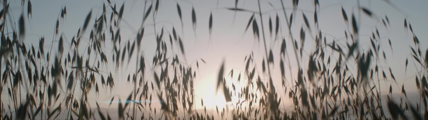 Tall weeds sit under a sunny sky