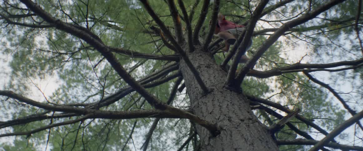 A man climbs a tall tree