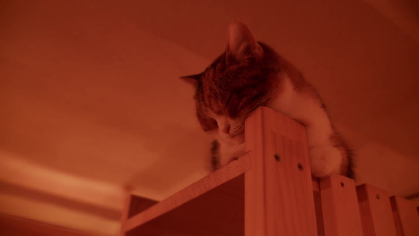 A cat resting on a shelf