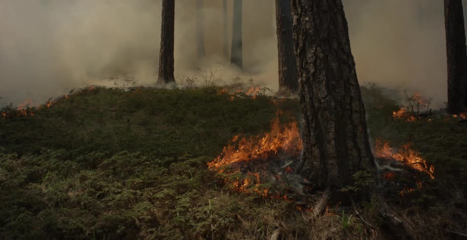 Fire burns on hillside forest