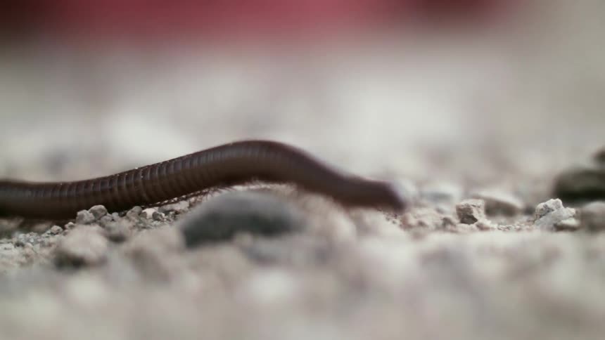 An insect crawls over pebbles