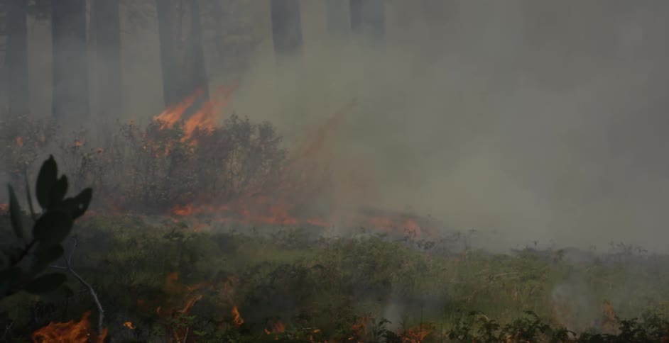 Fire and smoke in a forest of trees