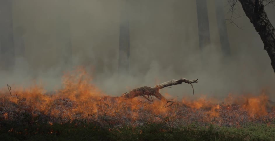 Tree branch burns in a fire on the ground