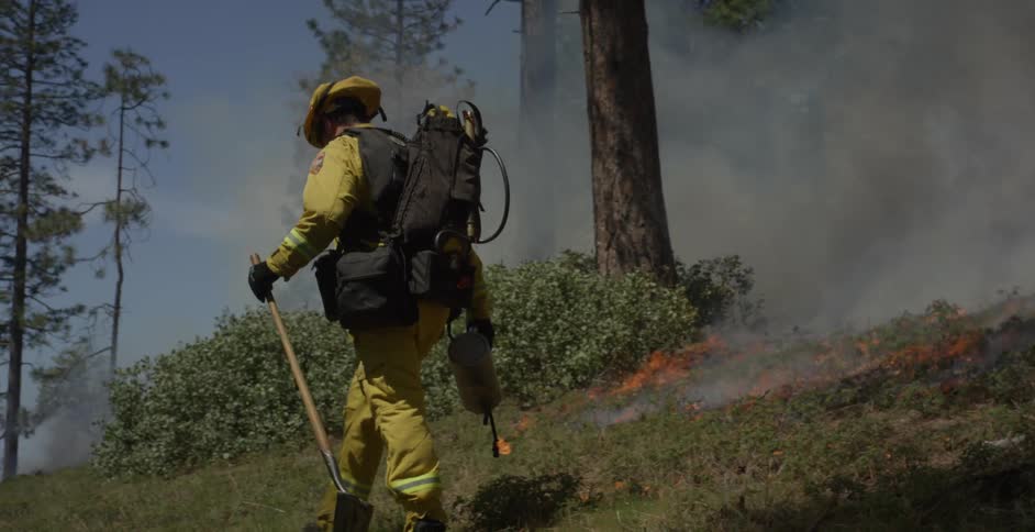 Firefighter does a controlled burn in a forest