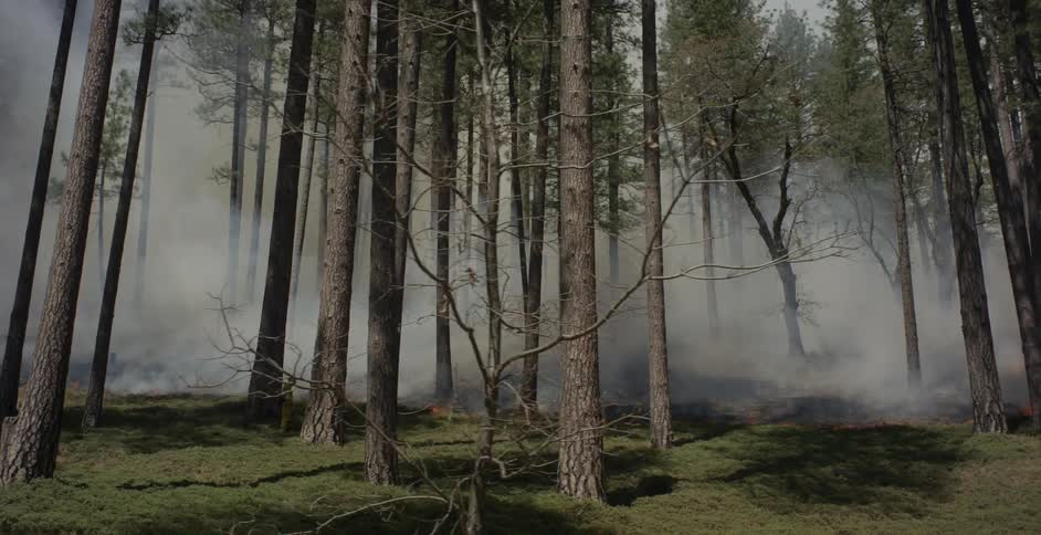 A fire burns in a forest