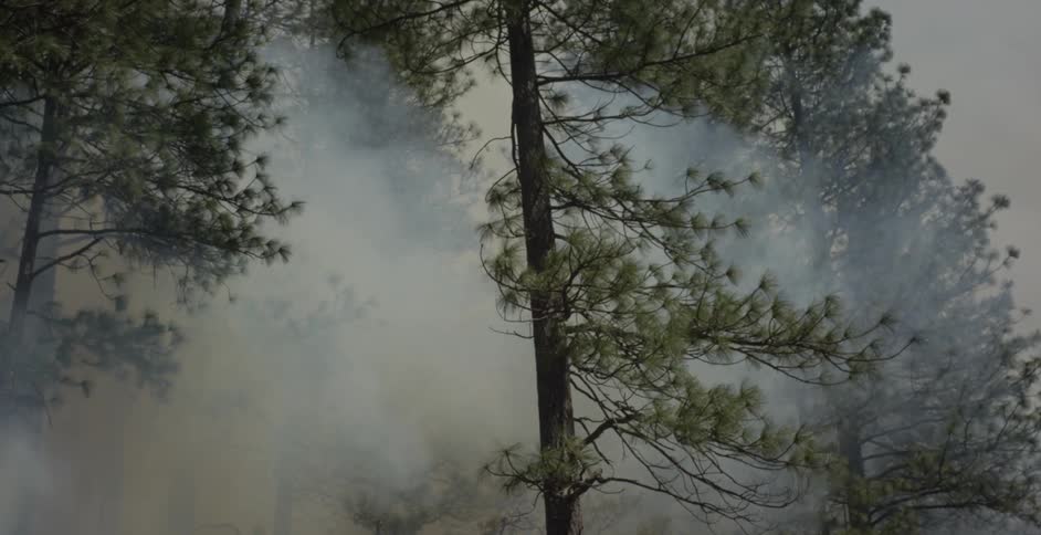 A fire burns in a forest