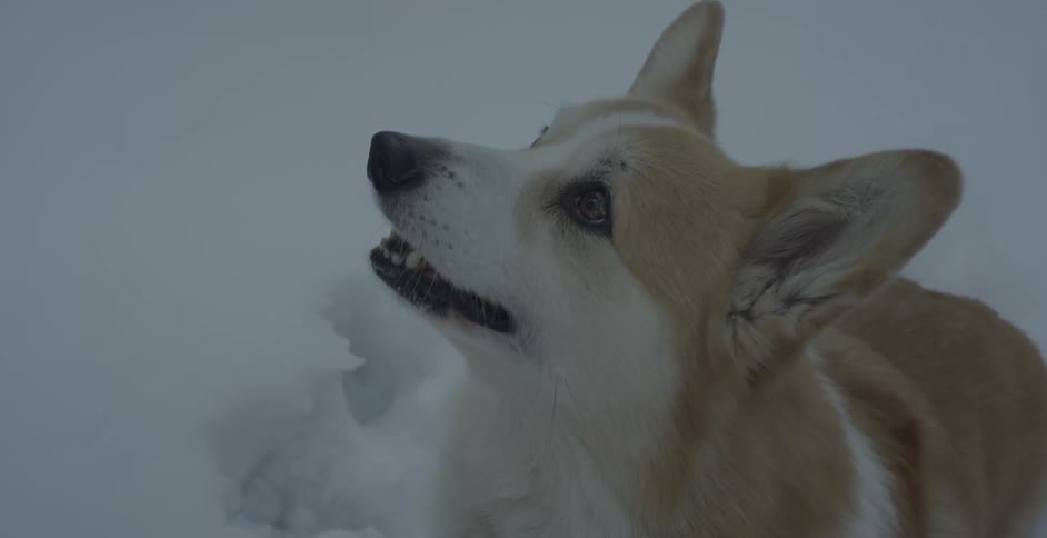 A corgi is watching something above him as he lays in the snow in daylight