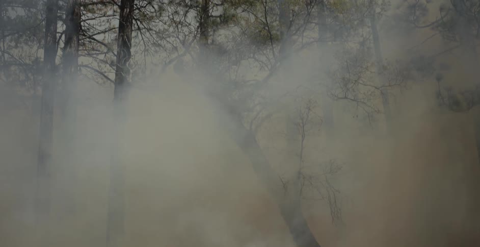 Fire burns in the forest