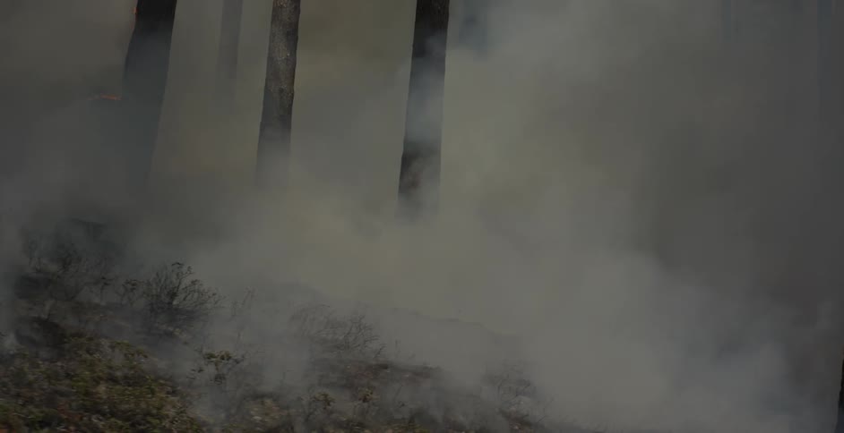 A fire burns in a forest