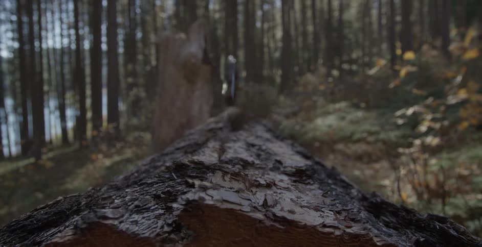 A man pulls his tool from a fallen tree