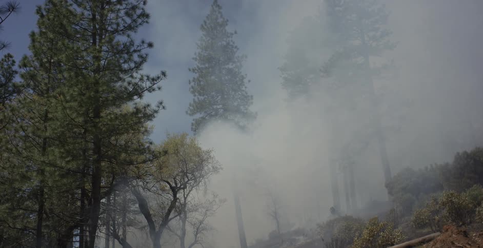 A fire burns in a forest