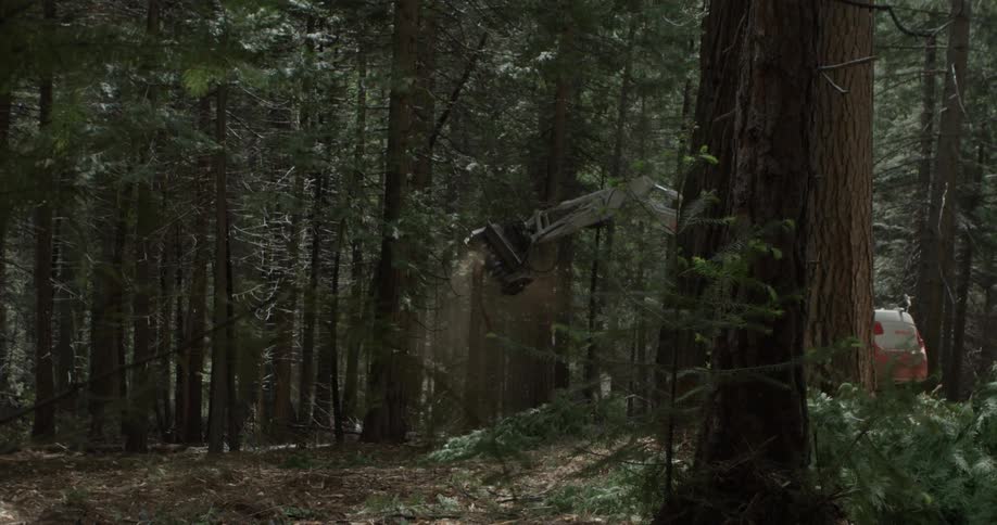 Heavy machinery cuts down a forest tree