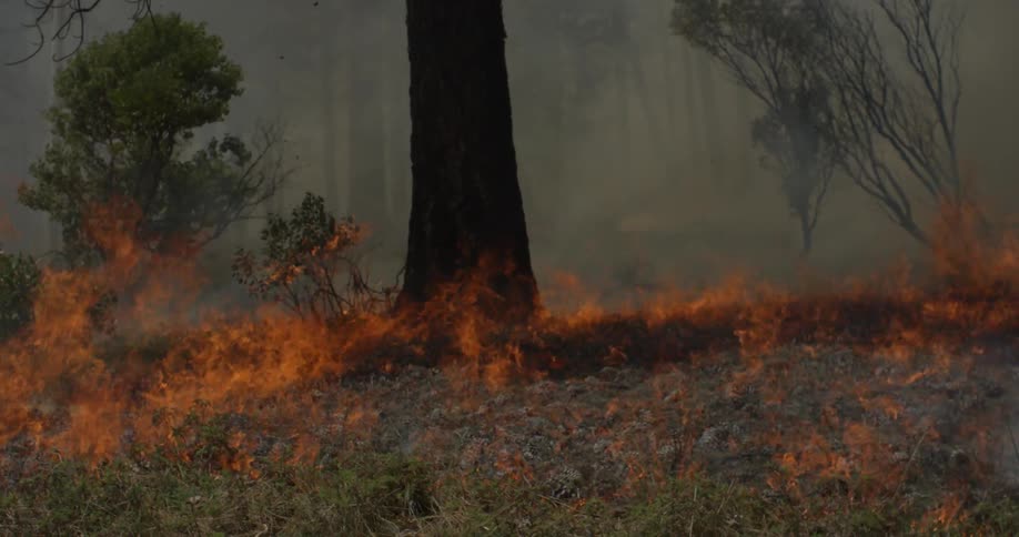 A fire burns in a forest