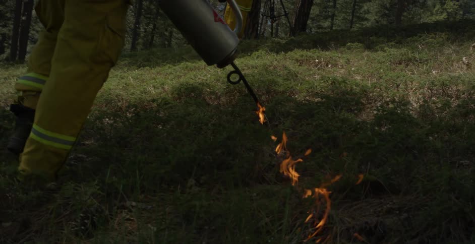 Firefighter does a controlled burn in a forest