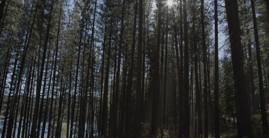 Sunlight shines through forest trees