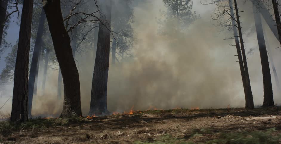 Flames and smoke from a forest fire
