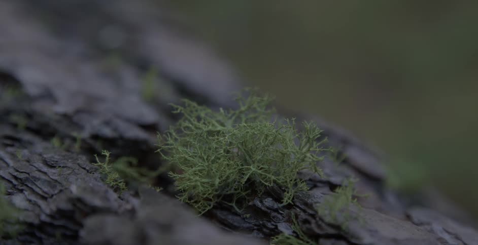 The moss grows on the bark of the tree