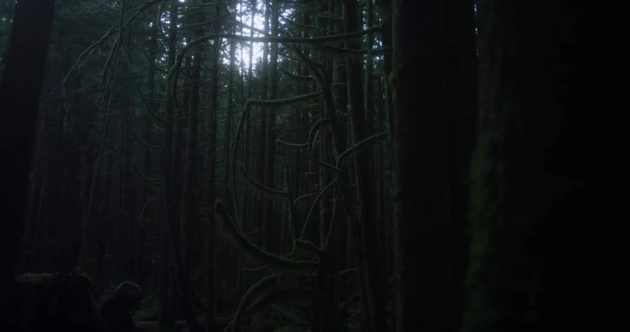 Forest of trees stand tall under a cloudy sky