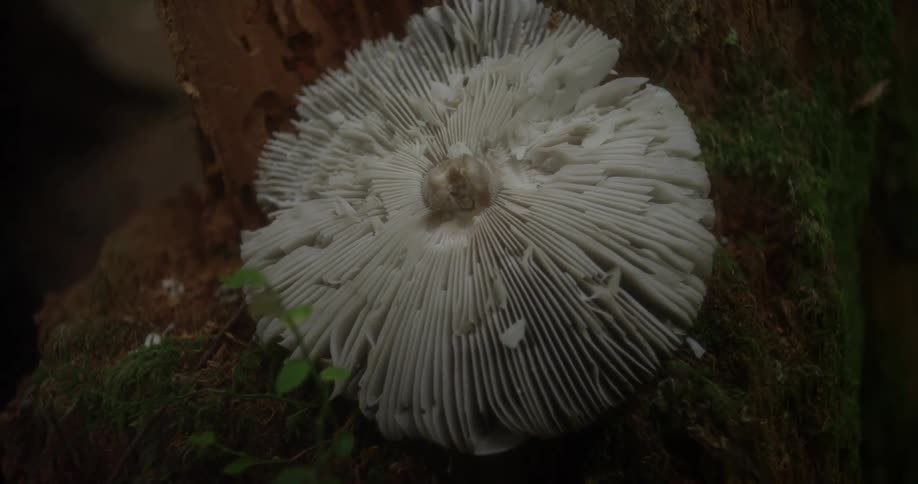 A mushroom grows on a log