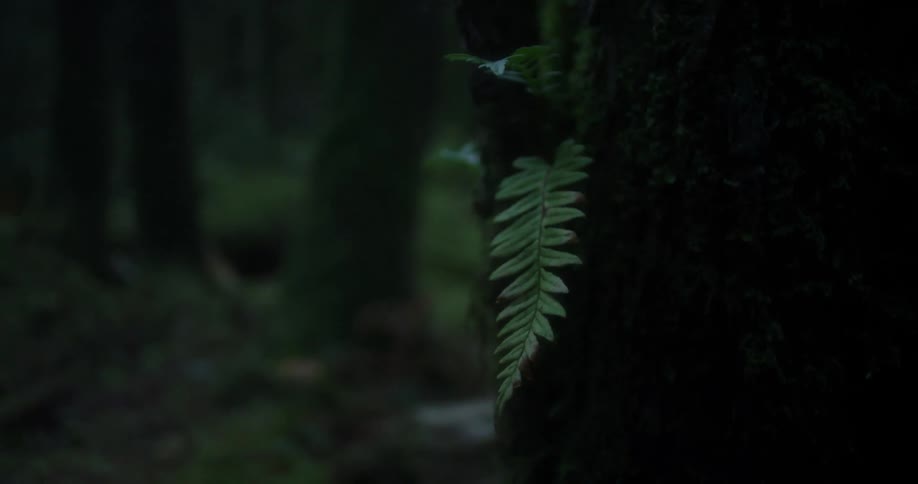 A plant grows in a forest