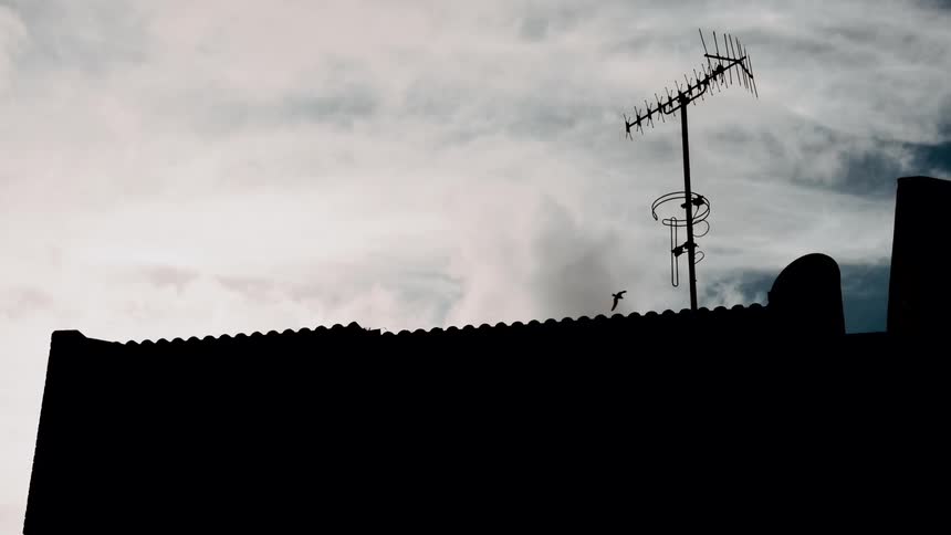 Birds fly over a building