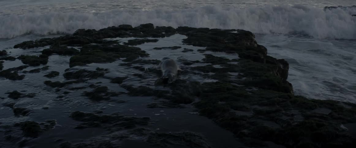A seal moves into the surf ahead