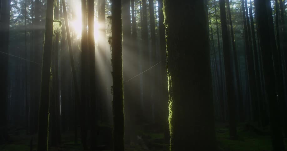 Forest of tall trees under the bright sun