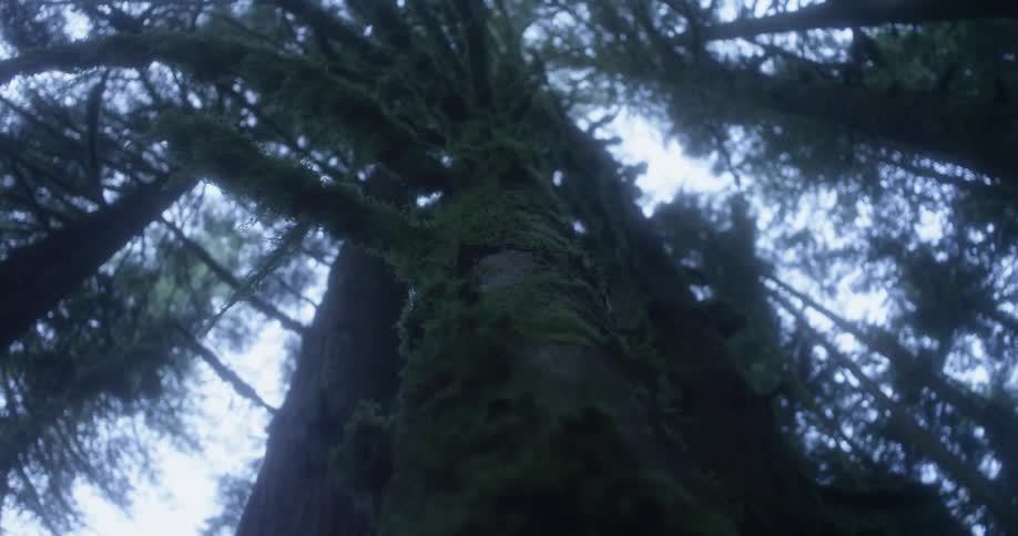 Trees stand tall under a cloudy sky