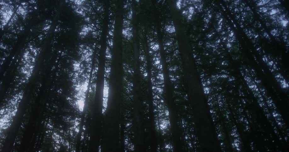 Forest of trees stand tall under a cloudy sky