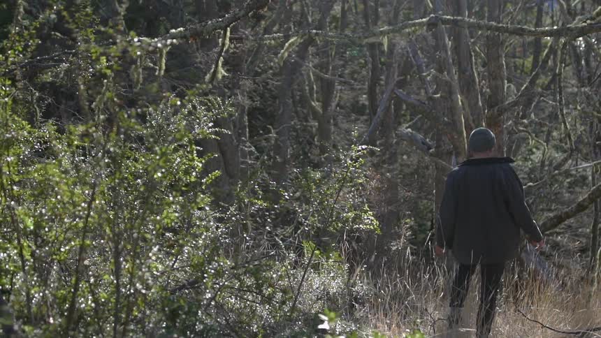 Person walks through a forest covered in bushes and weeds
