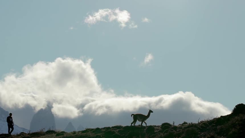 Man follows a llama over a field
