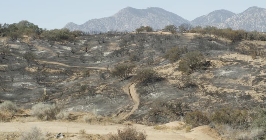 Ash from a fire covers a hillside on a sunny day