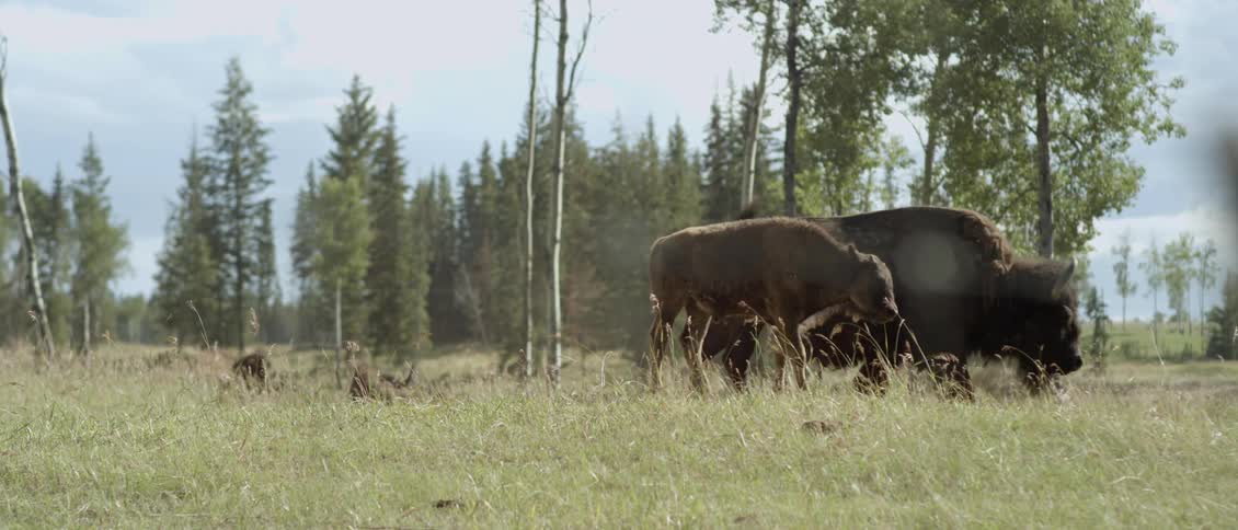 Bison graze in a grassy field