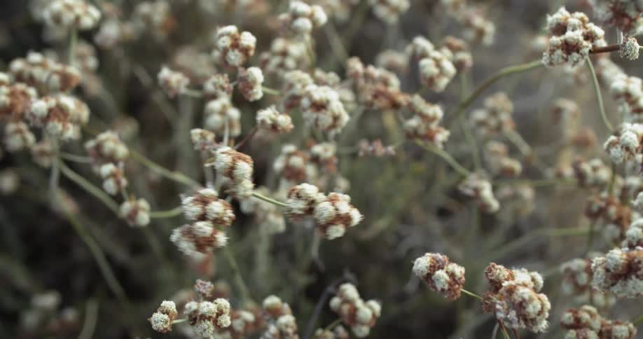 Wind blows through flowers outside