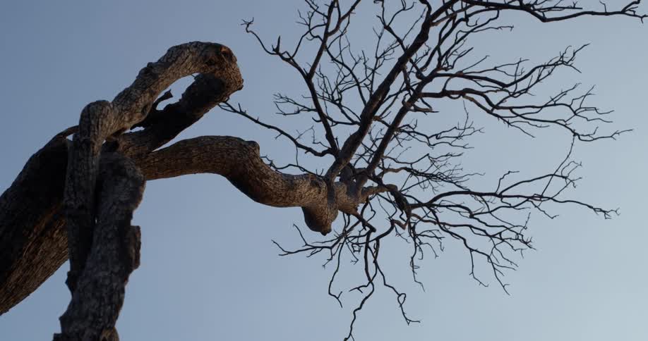 A gnarled tree with bare branches