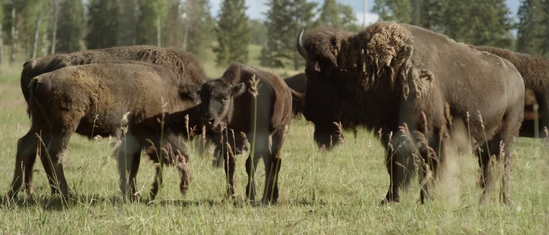 Cattle move around on a grassy field