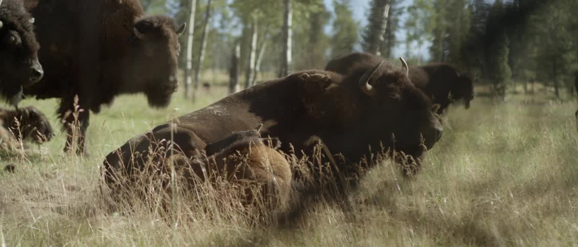 A herd of buffalo are resting in a field on a sunny day