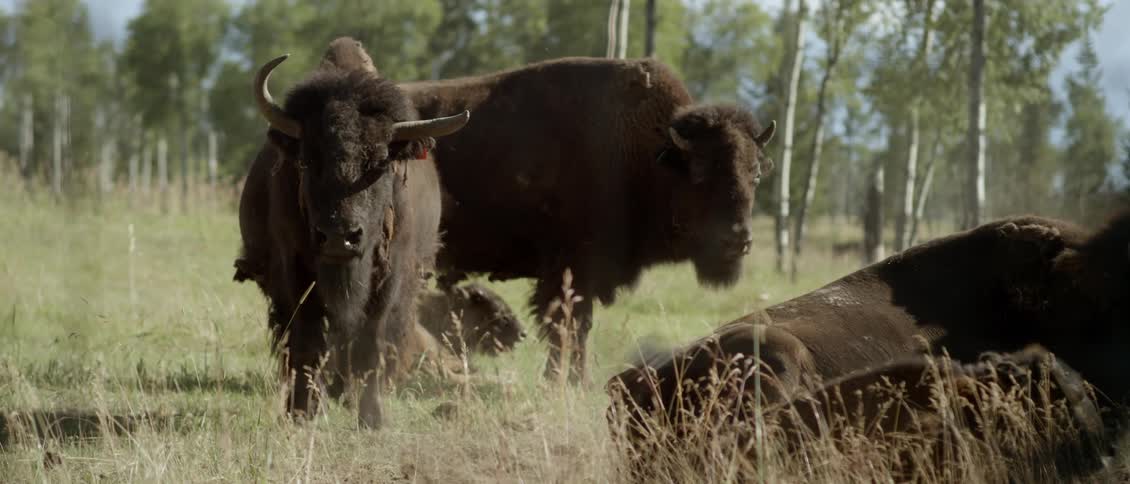 The large ox stand and lay on the field together