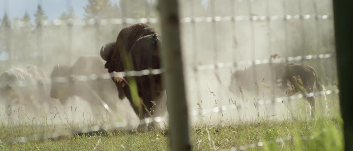 Dust swirls around buffalo in a rural field