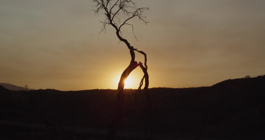 The sun is setting behind a dead tree on a cloudy day